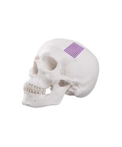 Skeleton